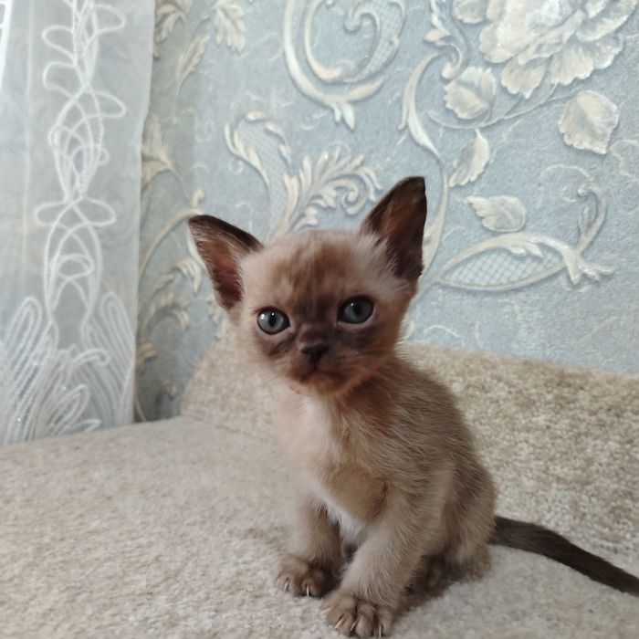 Котята Европейской Бурмы