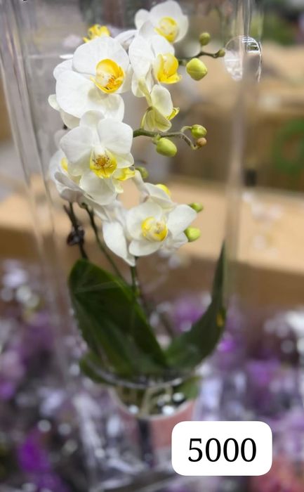 Орхидея гүлін сатамын