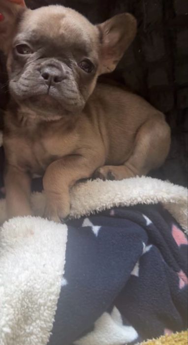 Bulldog Francez