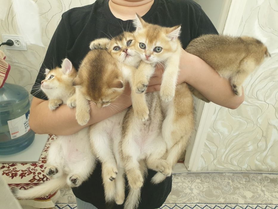 Чистакровная шиншилла  мушукчалар  обученые к лотку кушають супер