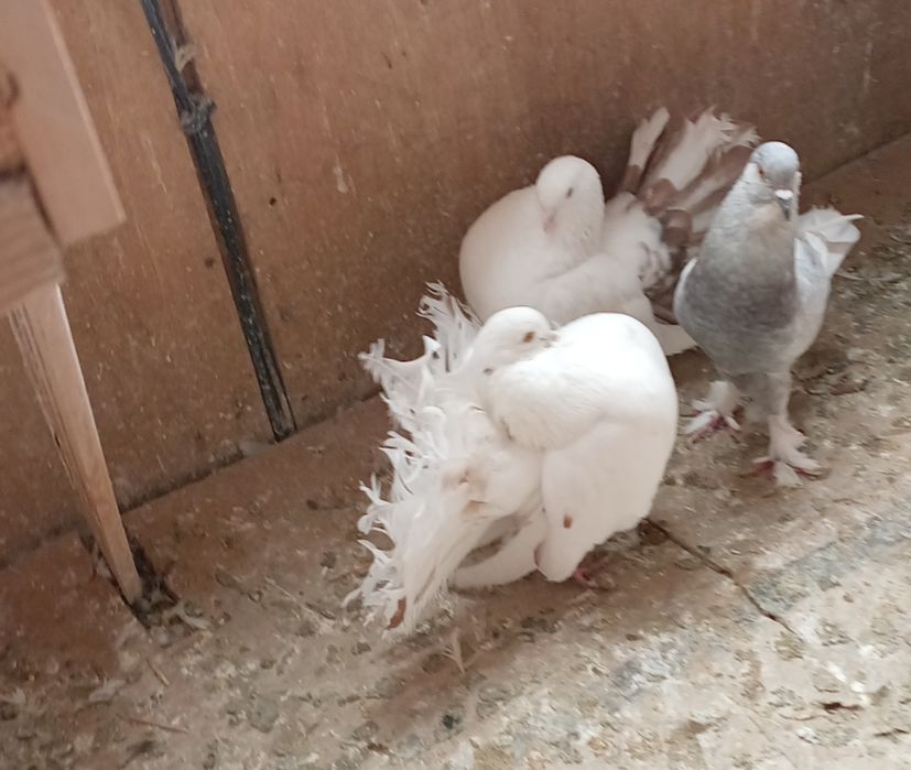 Голуби павлины кептер