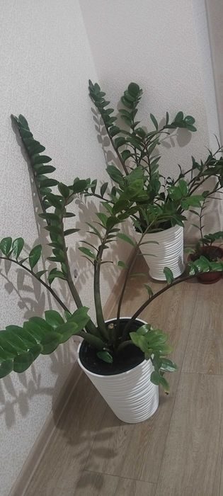 Нарды мен үй гүлдері