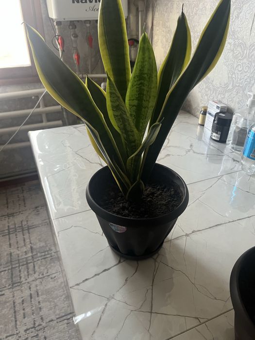 Продам комнатные цветы