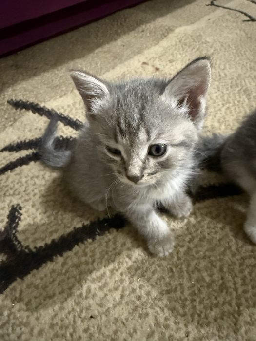 Отдам котят в добрые руки.