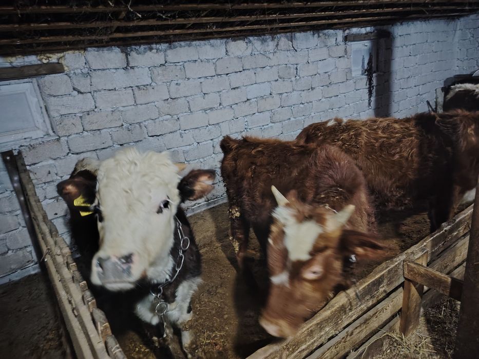 Продам годовалых бычков