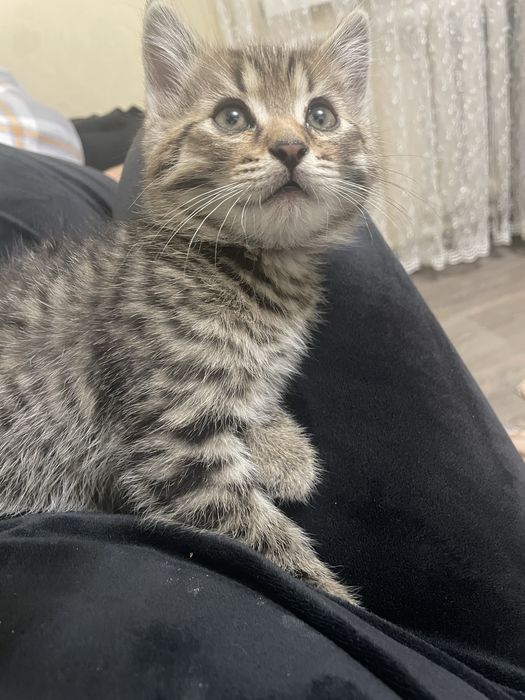 Отдам котят  (бесплатно )