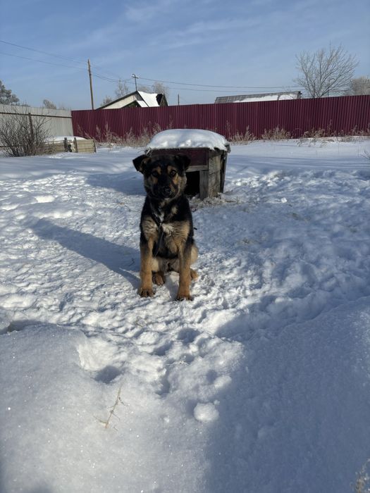 Собачки ищут новый дом девочки на охрану