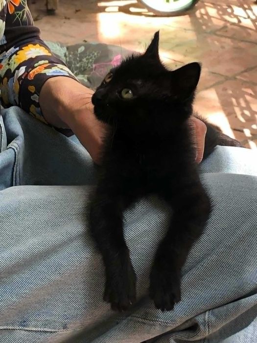 Малка черна котка търси дом