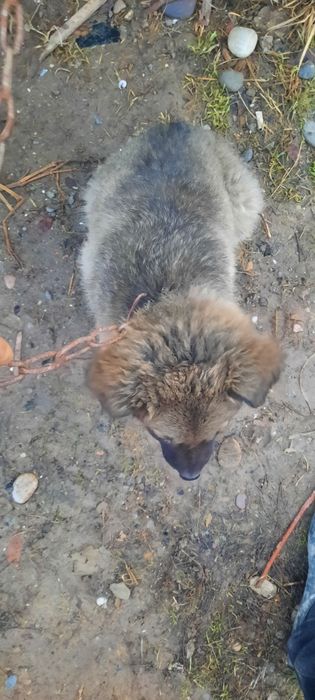 Томпақ сатылады күшік