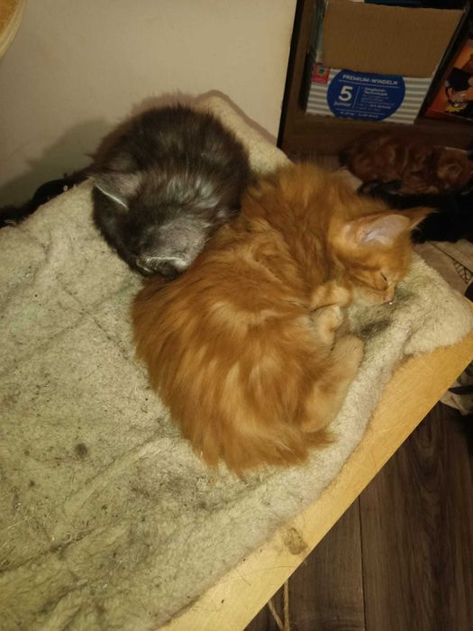 Котенца Мейн куун