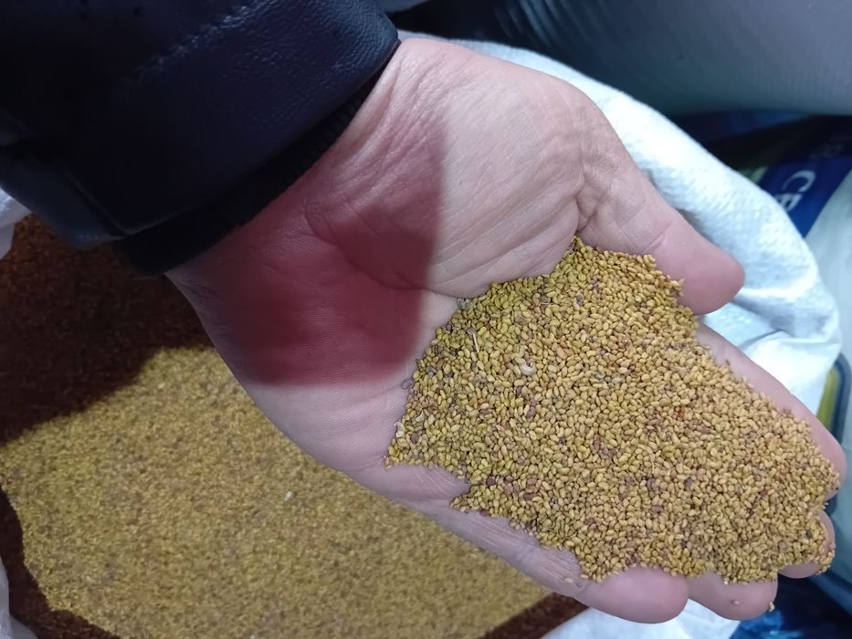 Sămânță Lucerna 21 lei kg la sac-porumb 240leii sacul.pt 1hectar