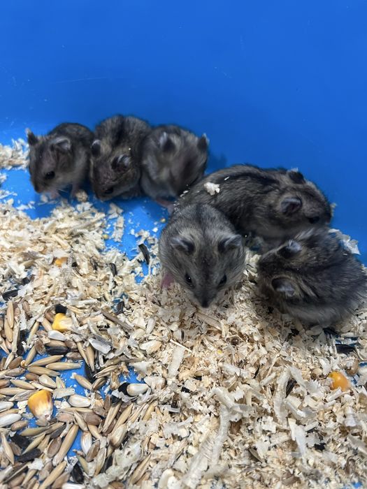 Продам хомячков малышей