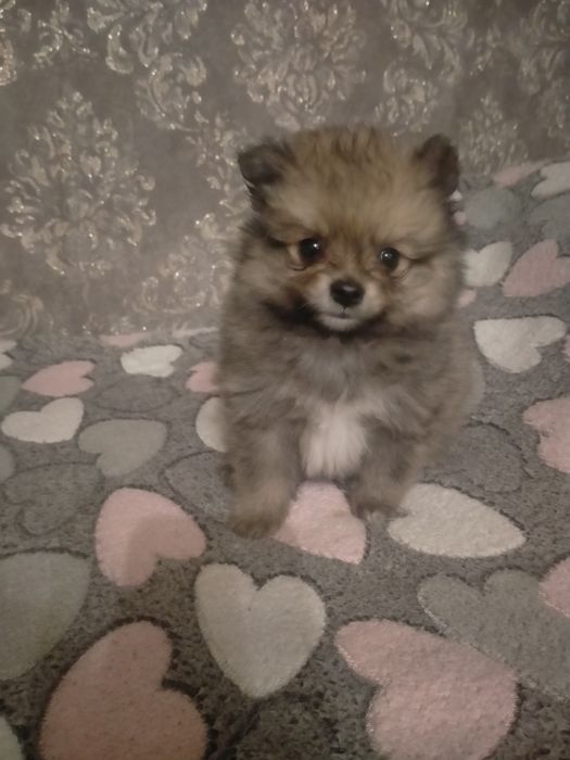 Пр.щенков мини шпица девочка и мальчик 1 мес