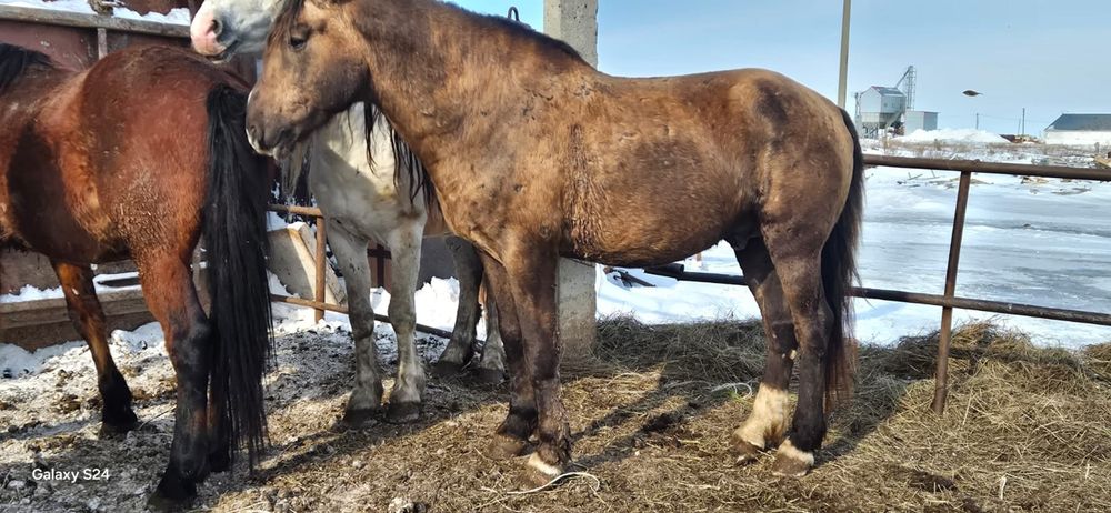 Продаются жеребцы