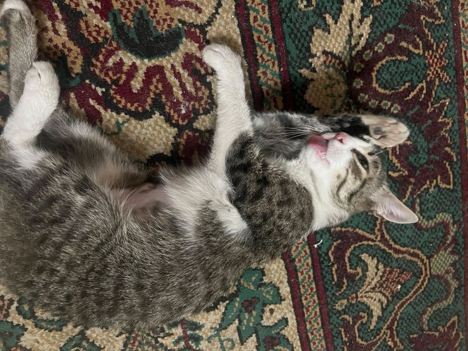 Отдам котенка 11 месяцев