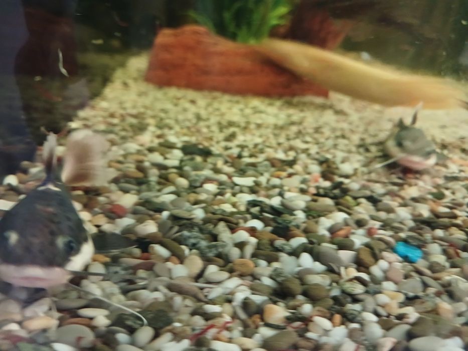 Краснохвостный (оринокский) сом