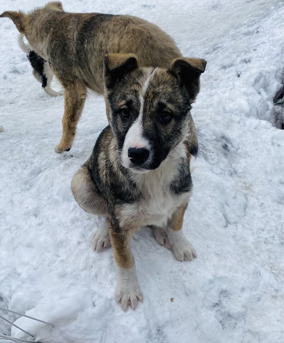 Ручные щенки для охраны