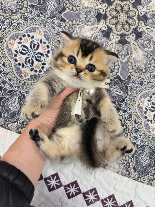 Котёнок от правильной вязки