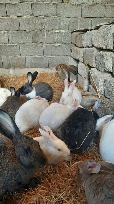 Куён купайтириб даромад килинг. Уйингизда пархез гушт бу Куён булсин.