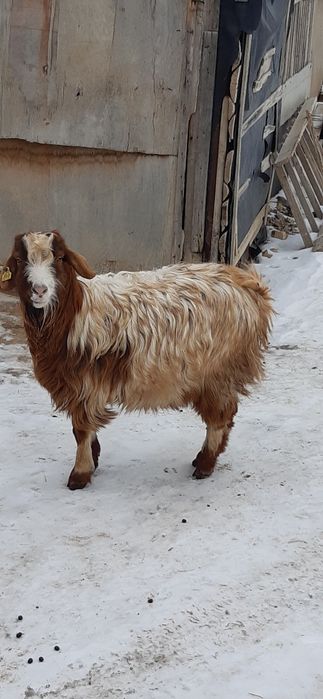 Семіз серке, ешкілер