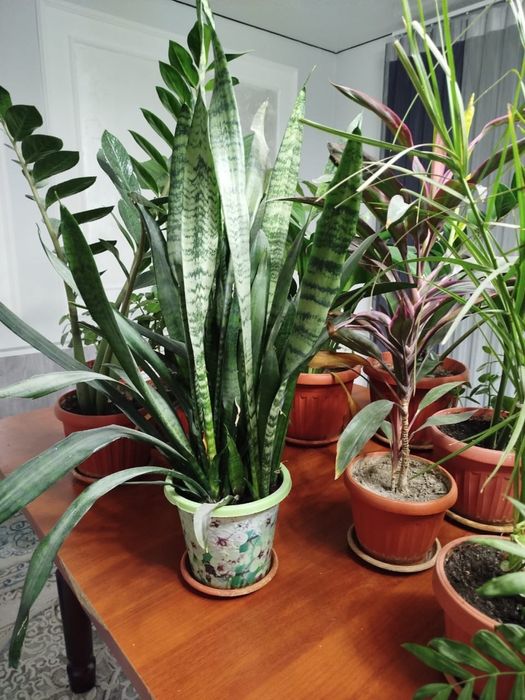 Цветы домашние красивые сочные восточные