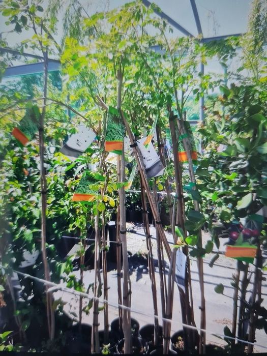 Rodii mango avocado moringa