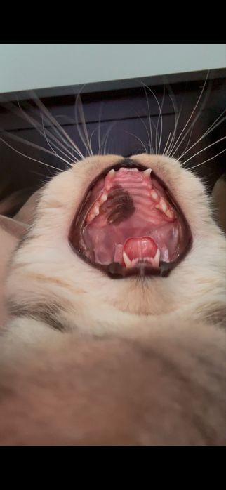 Отдам срочно добрые руки