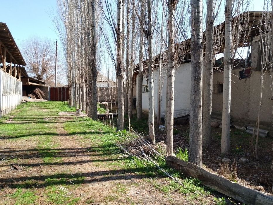 Терак сотилади. Бука тумани