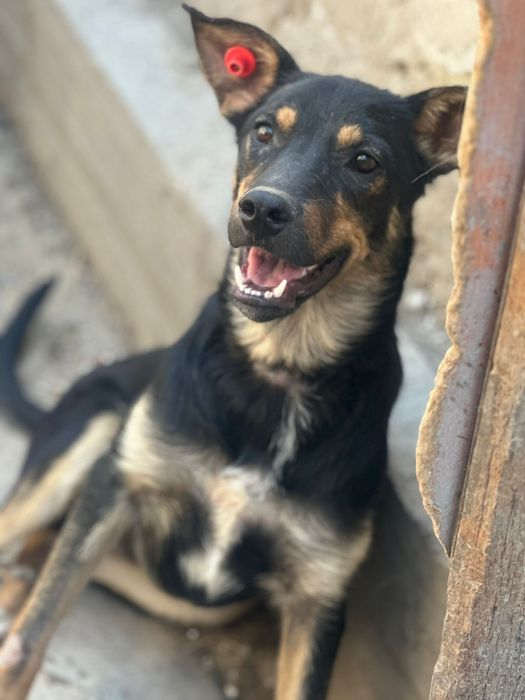 Пристраивается собака!