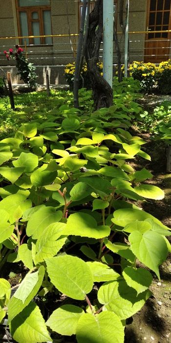 киви кўчат сотилади