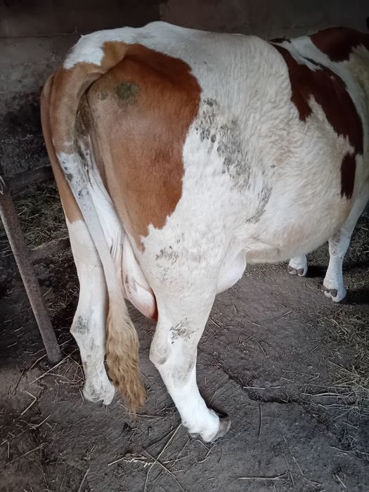 Vand vaca buna de lapte cu vitea