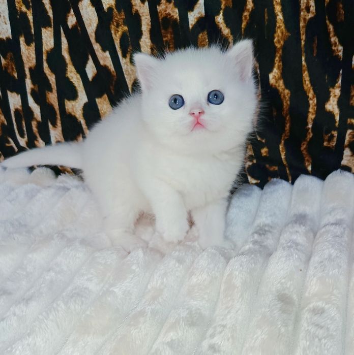 Продается шикарный белый котенок девочка