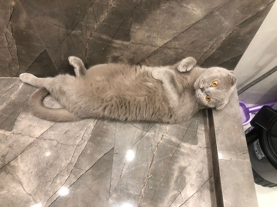 Отдам красавчика в ласковые руки.