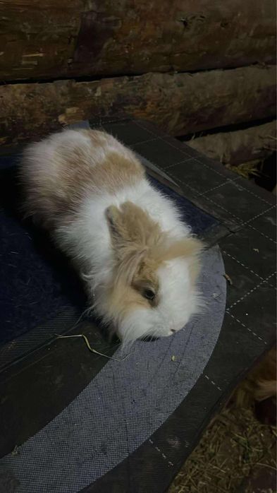 Iepurasi cap de leu disponibili