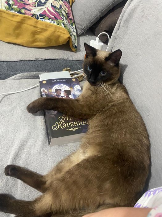 Отдам кота в хорошие руки