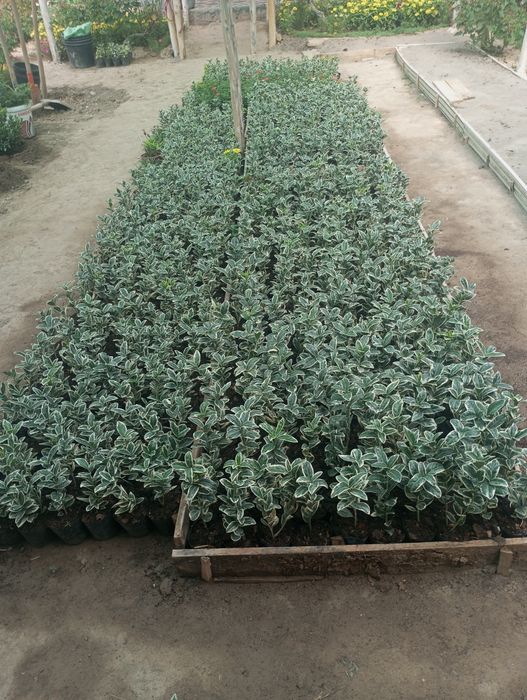 Шамшодь кочатлари бересклет, ейономус