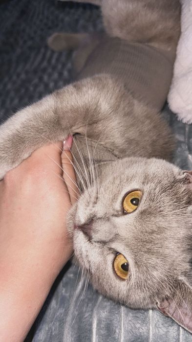 British Shorthair femelă, fără pedigree, provenită de la breeder.
