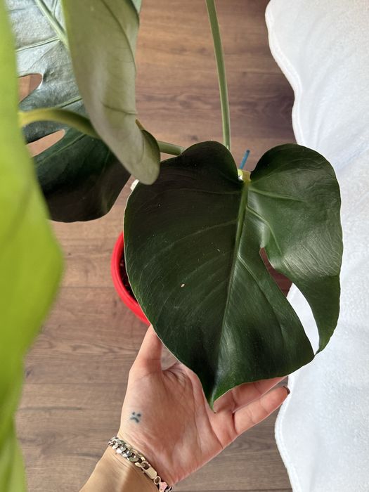 Monstera Deliciosa