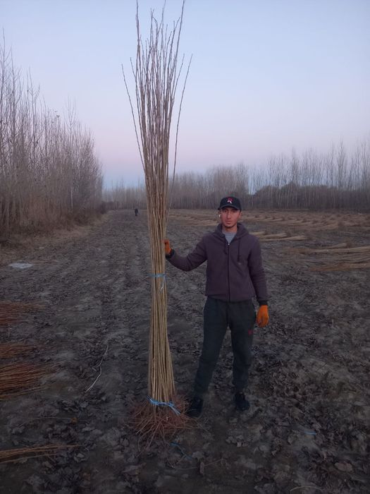 Терак кочатлари чекланмаган микдорда.