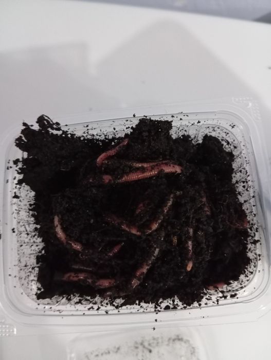 Черви подвальные