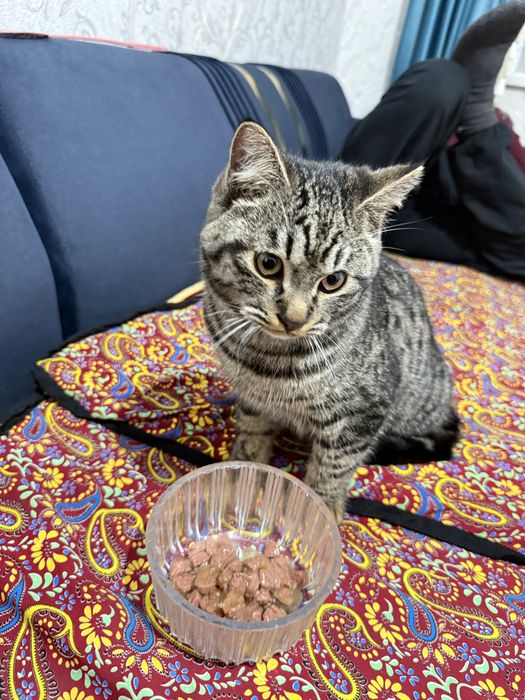 Ұл мысық тегін өте ақылды таза мысық!