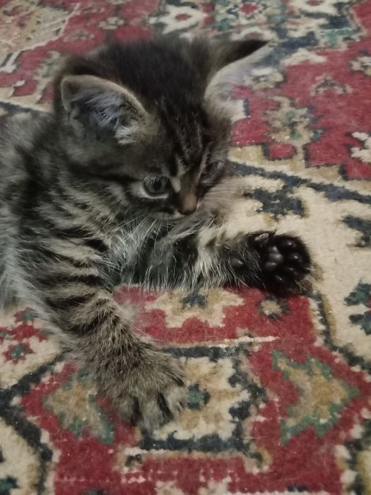 Отдам котят в добрые руки