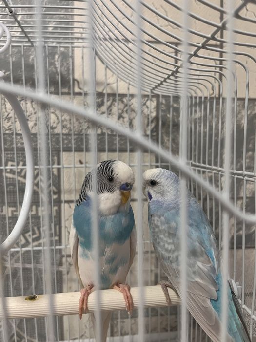 Продаю Попугая с клетка