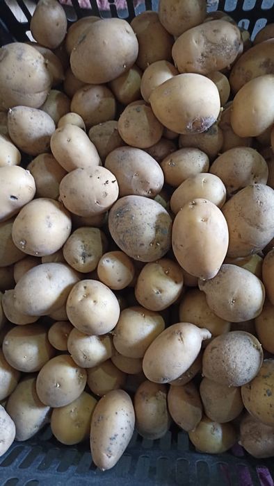 семенная картошка