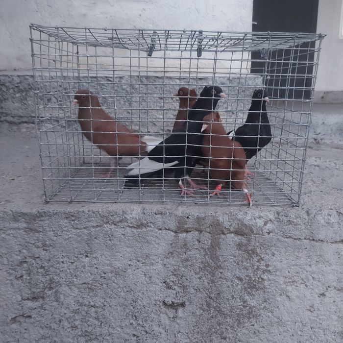 Американцы  6штук  22000тг