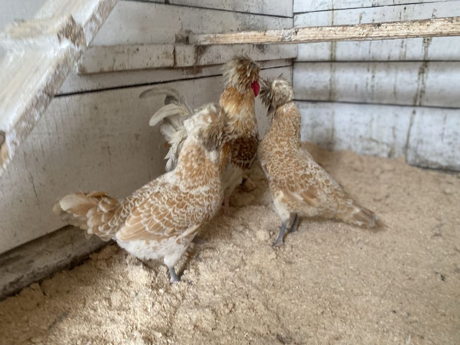 Ouă pentru incubat din rasele : Padaoană și Australorp .