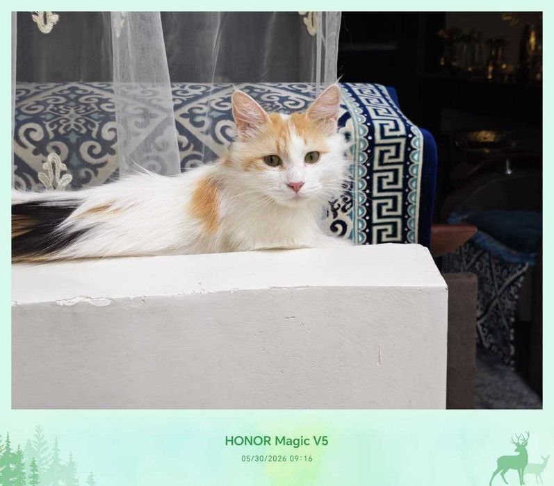 Кошка, стерилизованная, очень милая подруга