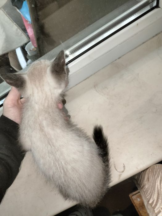 Отдаем котят в добрые руки