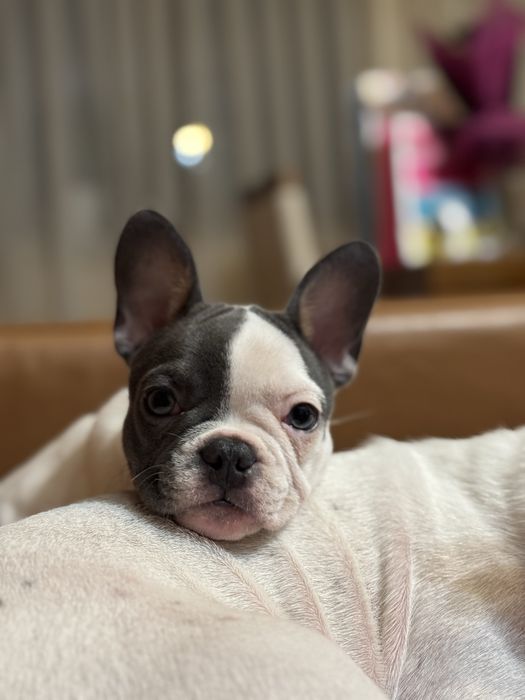 Френски булдог женски син ген с родословие