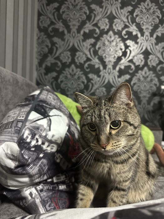 Кот в хорошие и добрые руки!